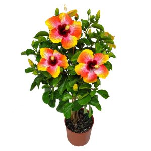 Tropical Plants of Florida 34" to 38" Braided Fiesta Hibiscus Tree; Full Sun， Flowering Plant