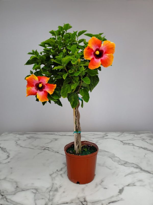 Tropical Plants of Florida 34" to 38" Braided Fiesta Hibiscus Tree; Full Sun， Flowering Plant - Image 4