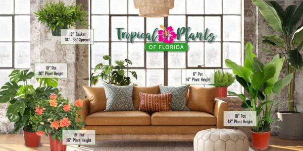 Tropical Plants of Florida 34" to 38" Braided Fiesta Hibiscus Tree; Full Sun， Flowering Plant - Image 5
