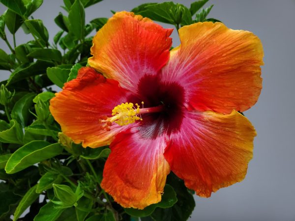 Tropical Plants of Florida 34" to 38" Braided Fiesta Hibiscus Tree; Full Sun， Flowering Plant - Image 2