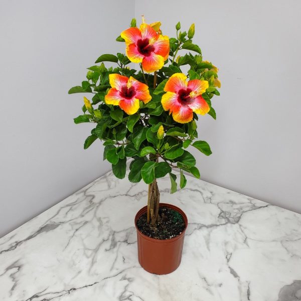 Tropical Plants of Florida 34" to 38" Braided Fiesta Hibiscus Tree; Full Sun， Flowering Plant - Image 3
