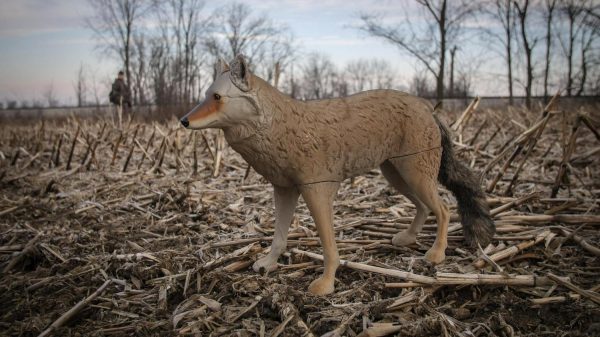 Flambeau Outdoors 5985MS-1 Lone Howler Coyote Decoy - Image 4
