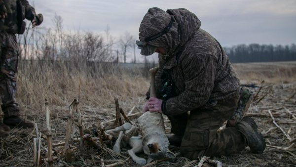 Flambeau Outdoors 5985MS-1 Lone Howler Coyote Decoy - Image 5