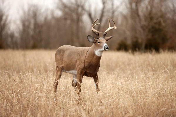 Flambeau Outdoors 5965MS Boss Buck Masters Series Deer Decoy - Image 5